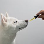 http://www.hf-connection.com/2022/pet/benefits-of-cbd-oil-for-dogs/